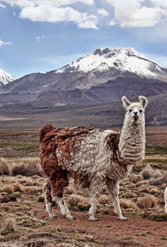 Oruro