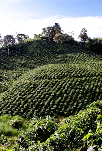 eje cafetero