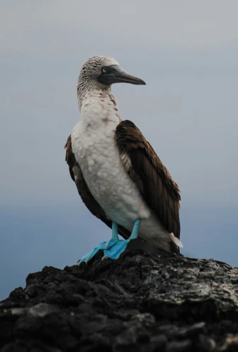 Galapagos