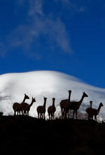 Chimborazo