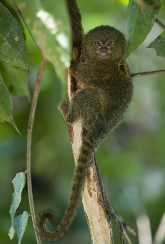 Cuayabeno