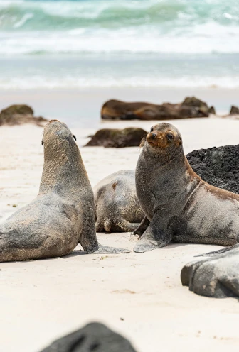Galapagos